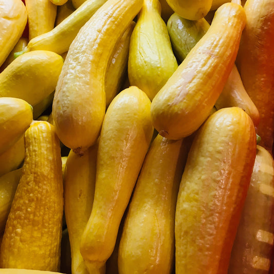 Yellow Straight Neck Squash - (4) for $6